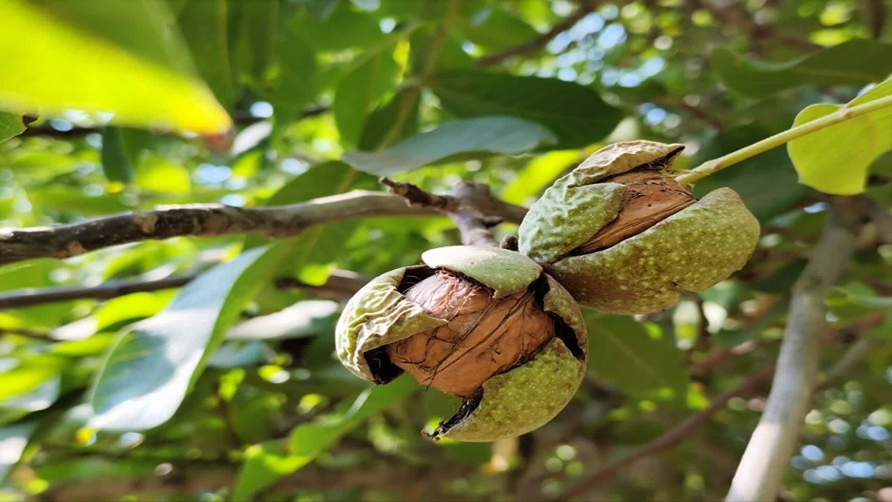پیام آذری