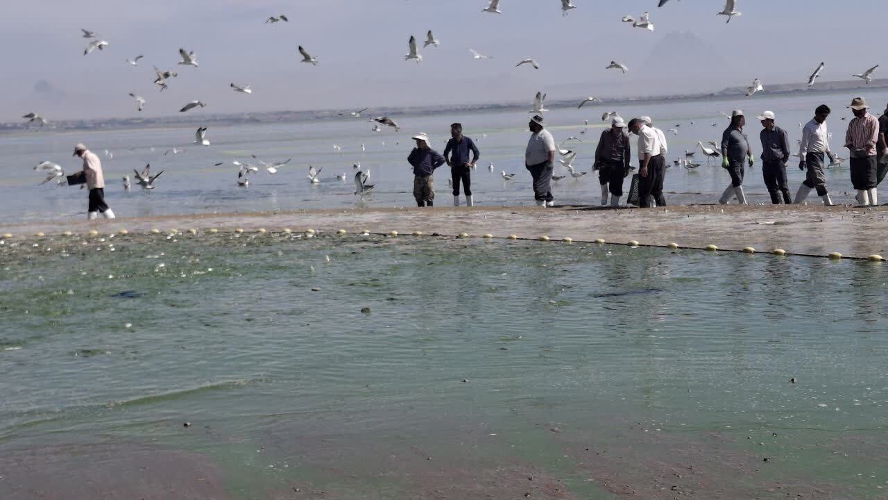 پیش‌بینی برداشت ۳ هزار تن انواع ماهی  ازدریاچه پشت سد ارس پلدشت