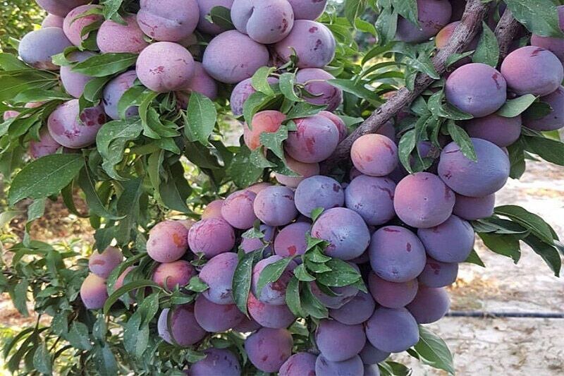 ارومیه قطب اصلی تولید آلو در آذربایجان‌غربی