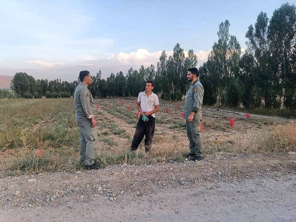 تغییر کاربری اراضی علت ورود گرازها به مزارع چالدران