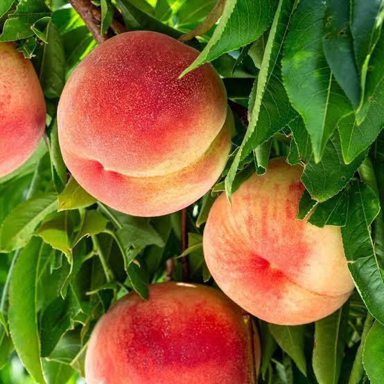 صادرات ۴۲ تُن هلو از ۴۱۲ هکتار باغهای مراغه آذربایجان شرقی
