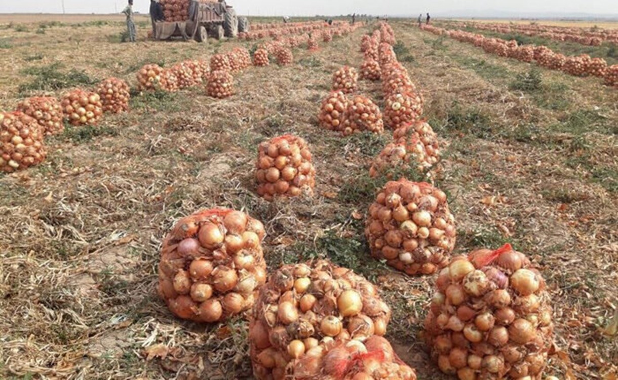 پیش‌بینی برداشت بیش از ۱۲۰ هزار تن پیاز از مزارع آذربایجان غربی