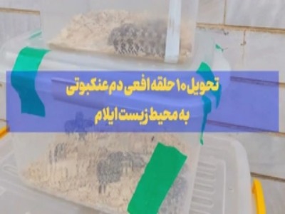 افعی‌های نادر دُم‌عنکبوتی به خانه خود در ایلام برگشتند
