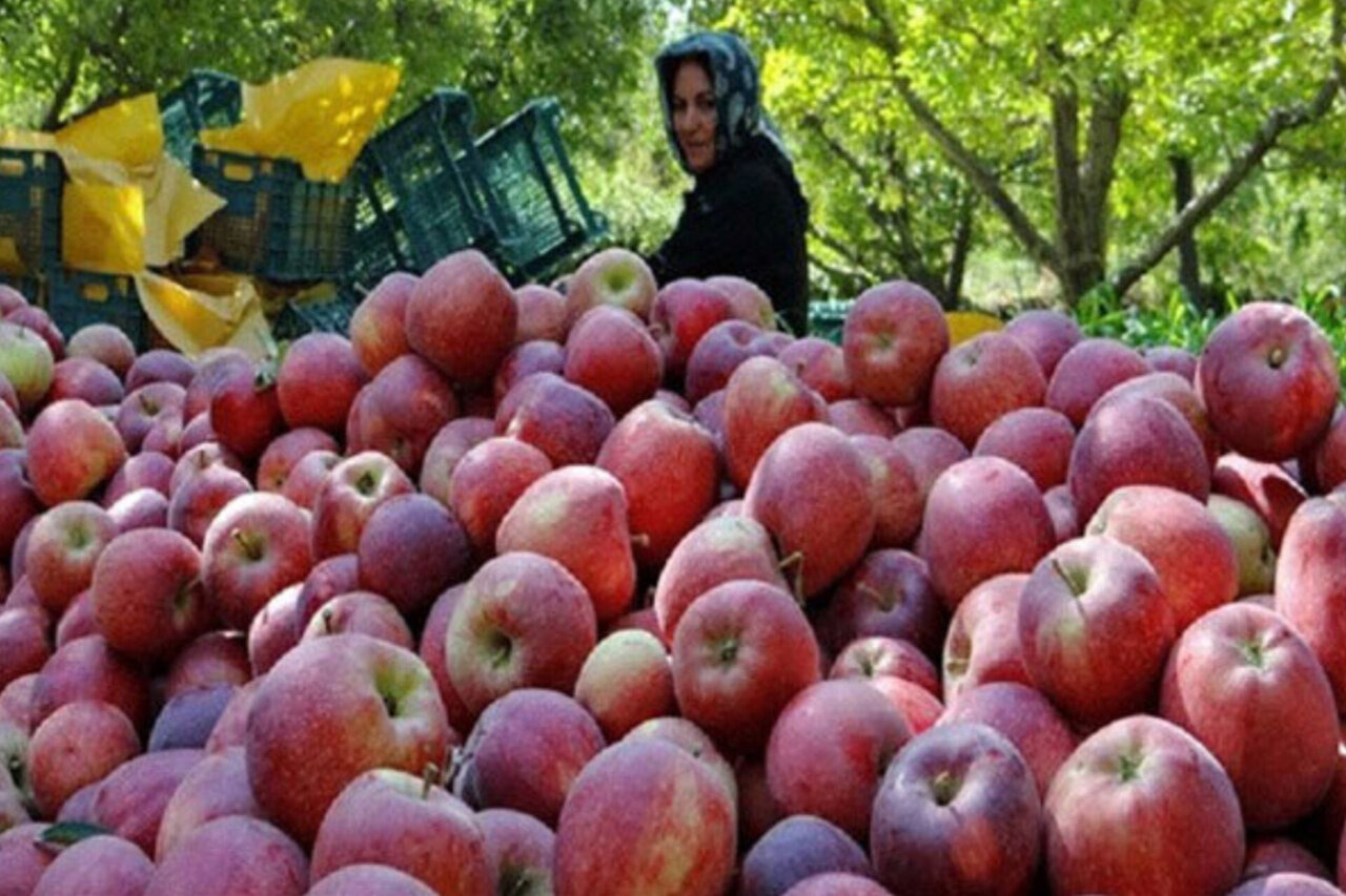سیب مشگین‌شهر در انتظار فرآوری؛ هدررفت محصول در نبود صنایع تبدیلی