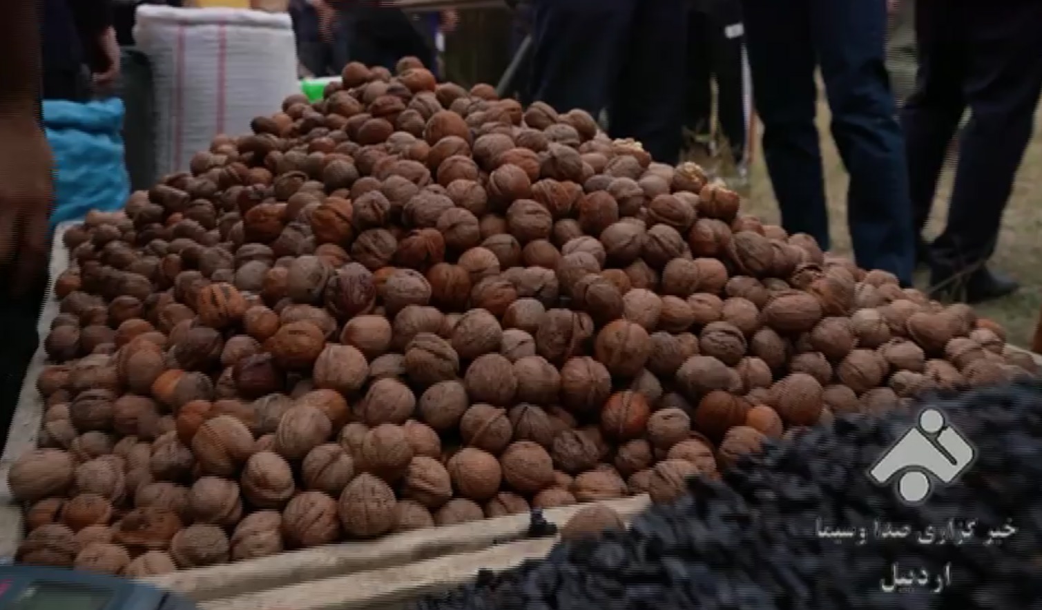 ‍ جشنواره ملی گردوی ثُمرین به شکرانه برداشت طلای سبز