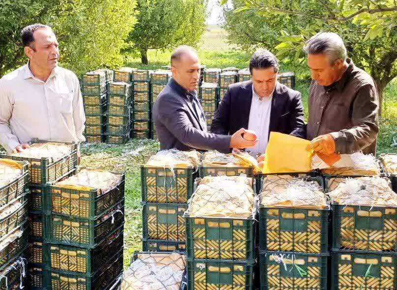 از باغ تا بازار؛ حرکت تعاونی‌های میاندوآب به سمت تولید مستقیم و تنظیم بازار میوه