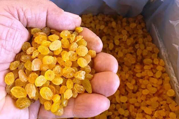 کاهش قیمت کشمش تولیدکنندگان و صادرکنندگان بناب را متضرر کرده است