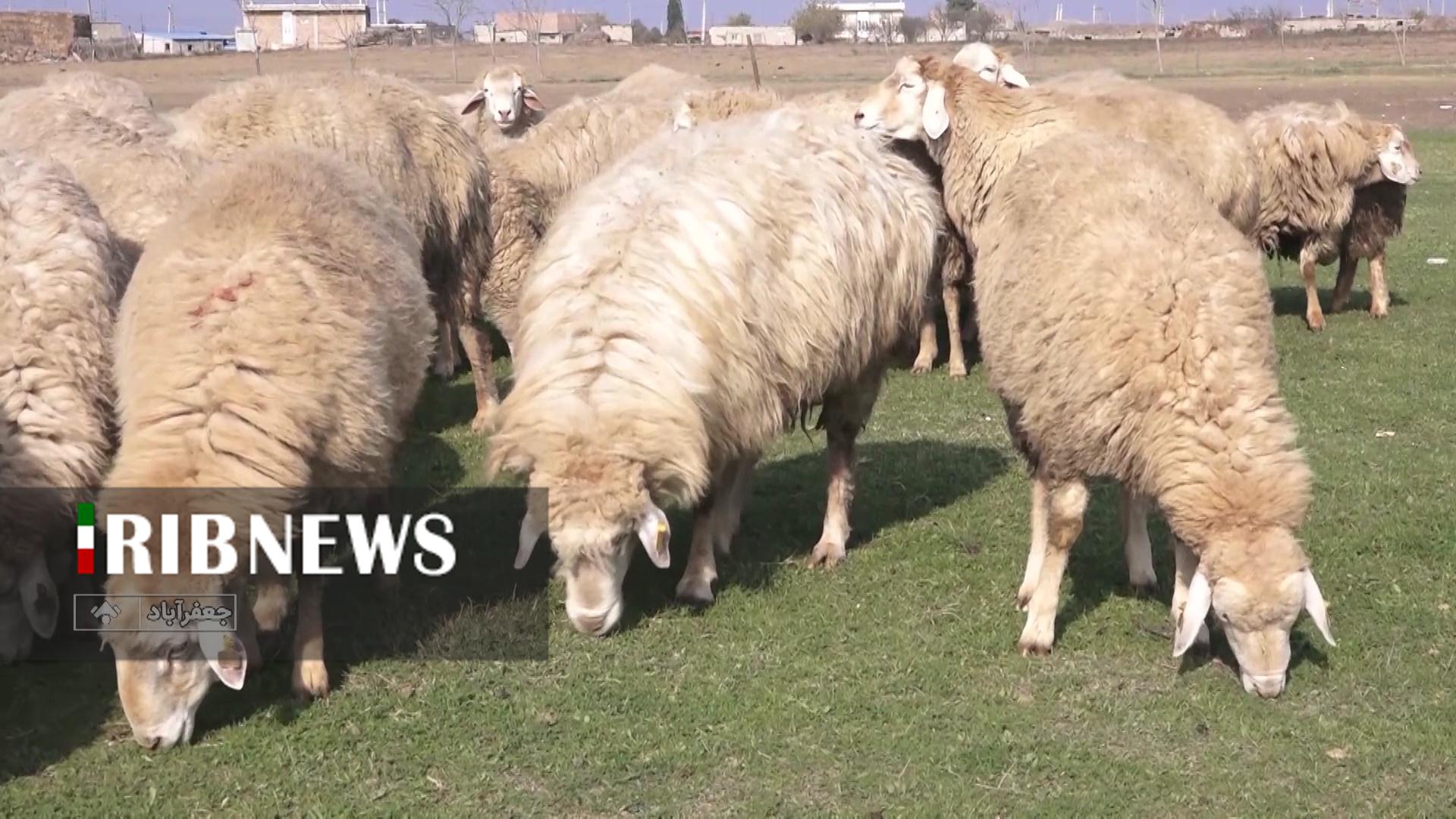 پیام آذری