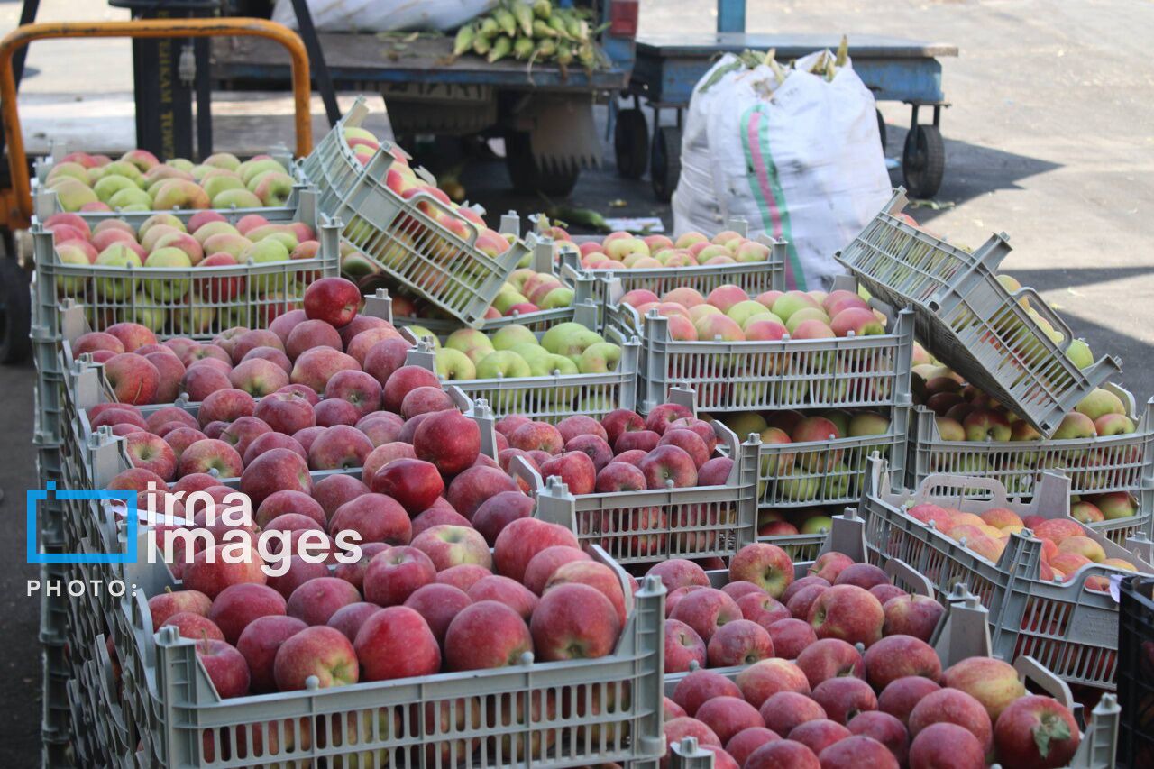 سلماس در انتظار برداشت ۱۳۰ هزار تن سیب؛ قیمت برای حمایت از باغداران افزایش یافت