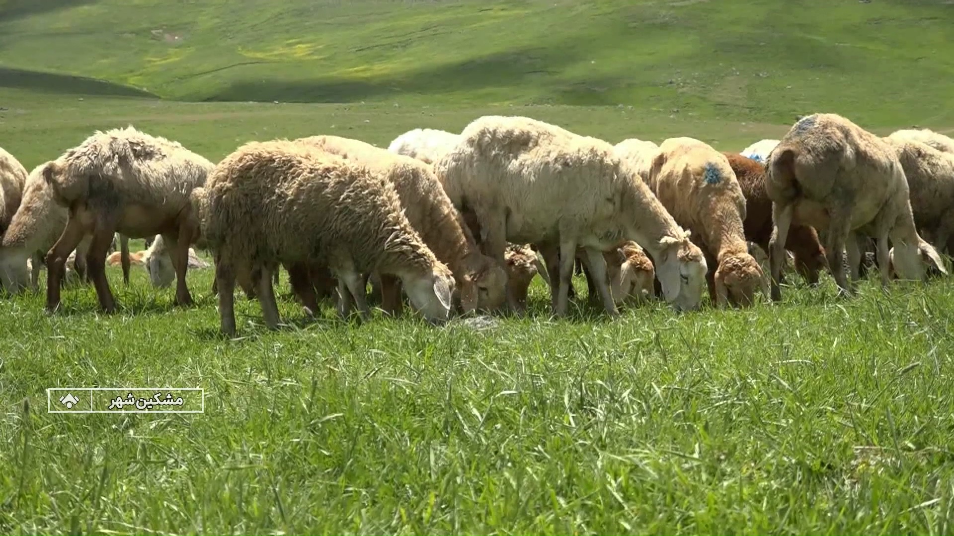 پیام آذری