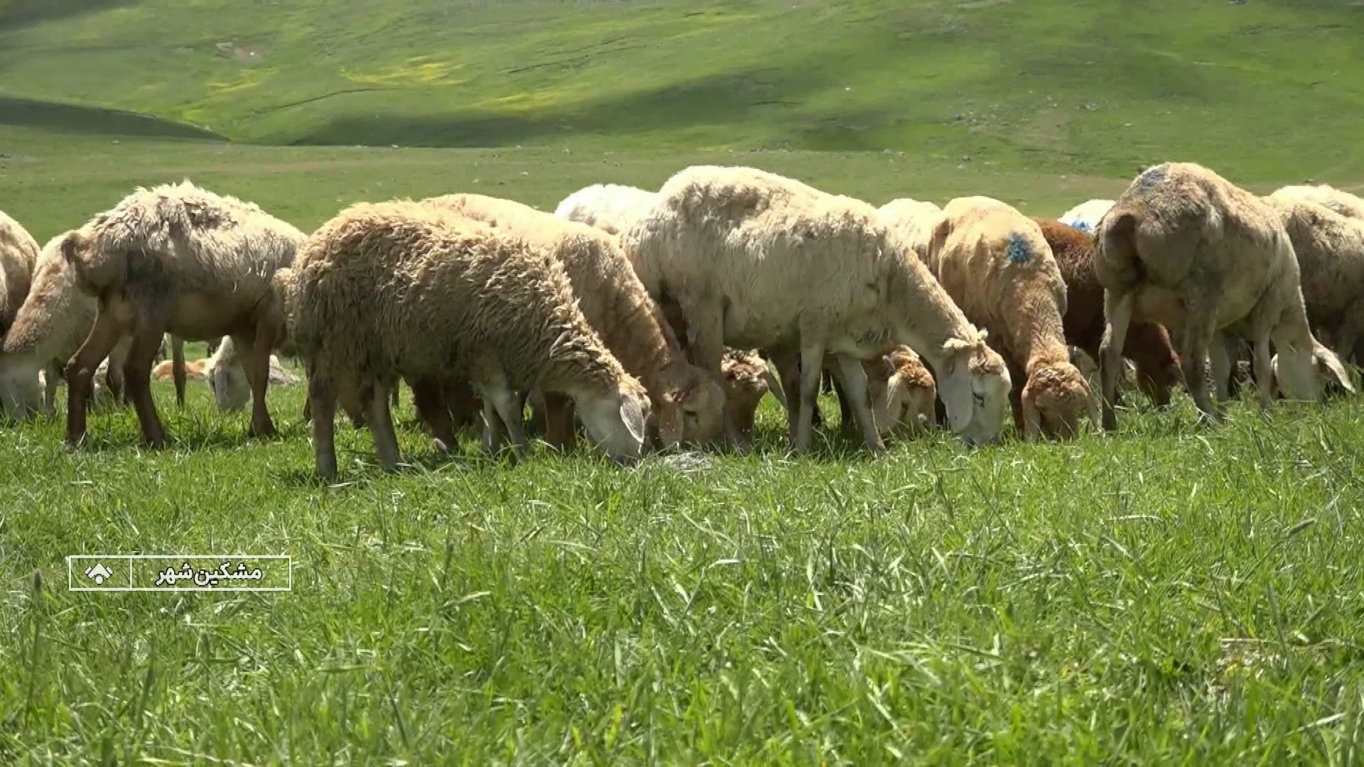 بذرپاشی و تقویت پوشش گیاهی با اجرای طرح بیولوژیک در مراتع اردبیل