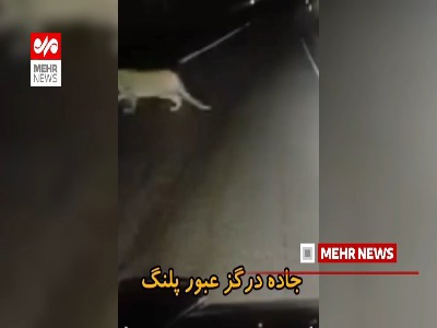 عبور یک قلاده پلنگ از جاده قوچان - درگز