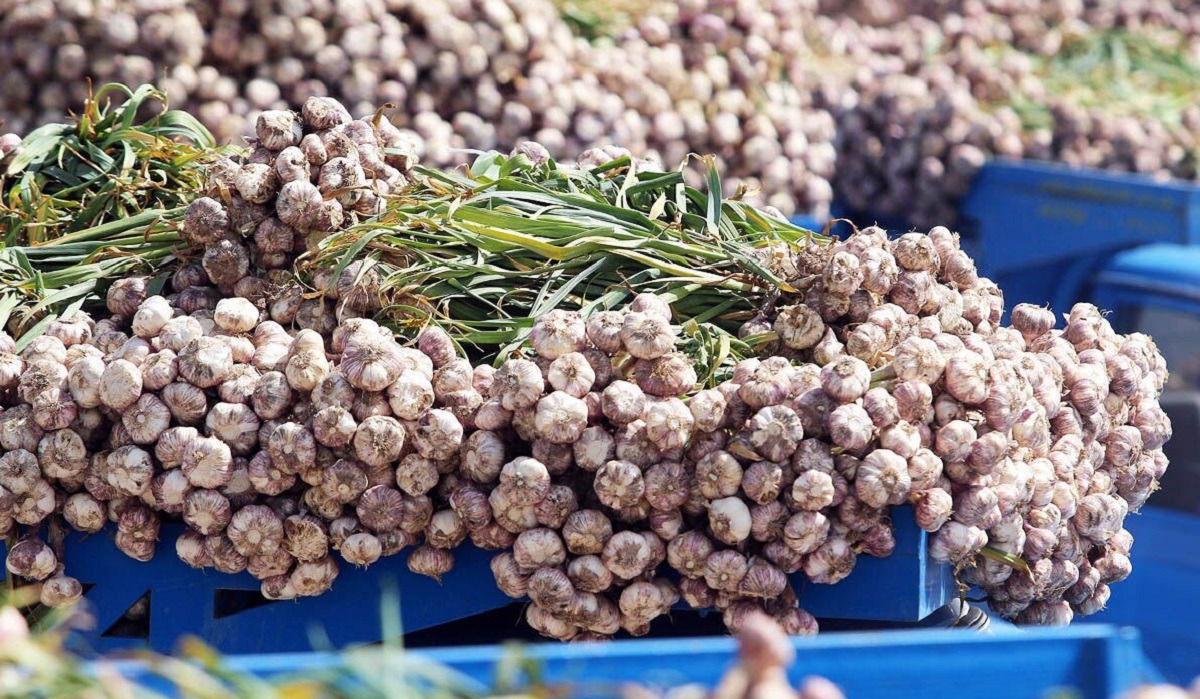 کشت سیر در ۸۰۰ هکتار از اراضی آذربایجان‌غربی آغاز شد