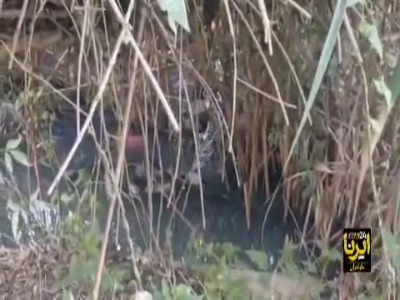 تالاب نیلوفر آبی بابل غرق در فاضلاب