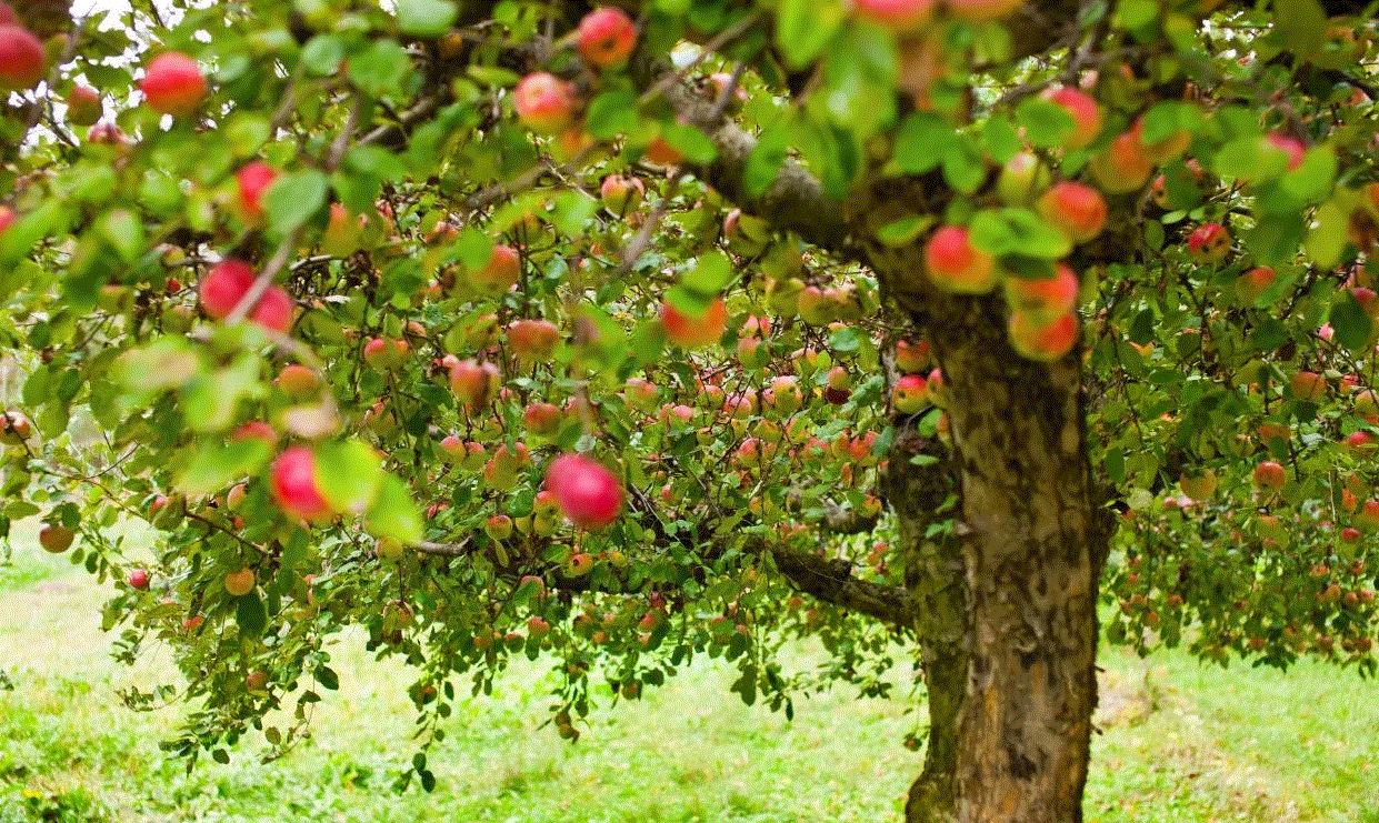 پیام آذری