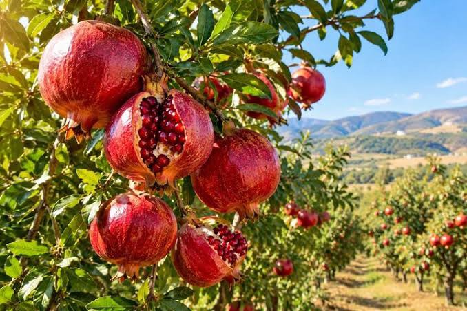 تولید بیش از ۱۰ هزار تُن انار در آذربایجان‌ شرقی